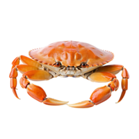 ai généré Crabe isolé sur transparent Contexte. png
