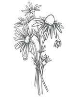 Chamomile hand drawn. Vector illustration in engraving style. Linear drawing for the design of herbal tea. Medicinal plant in the technique of etching. Vintage bouquet.