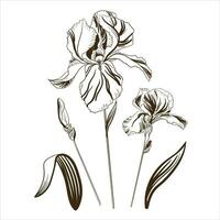 Vector illustration of an iris flower