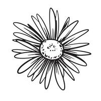 Chamomile hand drawn. Vector illustration. Chamomile head in line art style. Black and white engraving of a flower in sketch style.