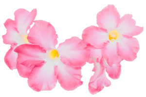 Bright pink adenium obesum isolated on white or transparent background. Beauty of tropical flowers and ornamental plants in nature. png