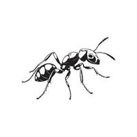 Ant Vector Art, Icons, and Graphics