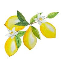 Watercolor twig with ripe lemons and flowers, hand drawn illustration vector