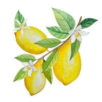 Watercolor twig with ripe lemons and flowers, hand drawn illustration vector