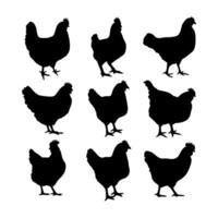 pollo silueta o gallina siluetas vector ilustración paquete