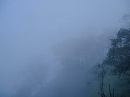 Mañana niebla en el valle, brumoso bosque, naturaleza vista, papel tapiz foto