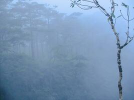 Mañana niebla en el valle, brumoso bosque, naturaleza vista, papel tapiz foto