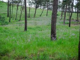 The green grassland in the misty pine forest, natural photo