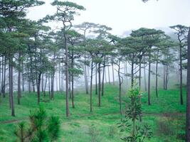 The green grassland in the misty pine forest, natural photo