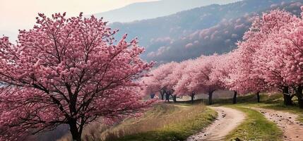 AI generated Cherry blossom in the spring time. photo