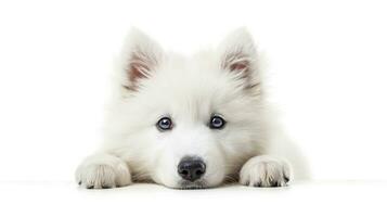 ai generado linda Samoyedo perrito acostado en un blanco antecedentes. foto