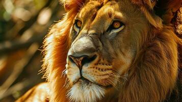 AI generated Portrait of a lion in the wild, close-up. photo