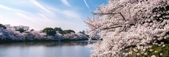 AI generated Cherry blossom in the spring time. photo