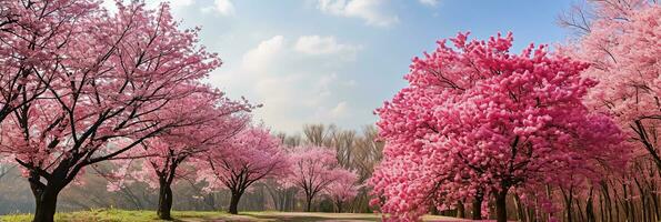 AI generated Panoramic view of cherry blossoms in full bloom in spring. photo