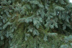 Beautiful spruce branches with green and blue needles photo