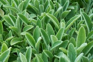 Silky Fleece. Decorative landscape design. Green decorative grass for landscape design. photo