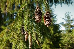 Beautiful Christmas tree with cones on a background of blue sky photo