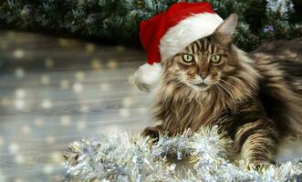 Beautiful brown Maine Coon cat near New Year's tinsel looks at the camera photo