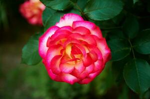 rosado Rosa de cerca en verano en el jardín. hermosa floral antecedentes. San Valentín día y vacaciones. amor y sensibilidad foto