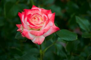 rosado Rosa de cerca en verano en el jardín. hermosa floral antecedentes. San Valentín día y vacaciones. amor y sensibilidad foto