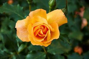 amarillo Rosa de cerca en el jardín. belleza y sensibilidad, día festivo. naturaleza foto