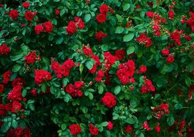 grande arbusto con muchos rojo rosas de cerca. hermosa floral antecedentes. foto