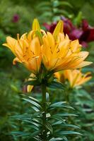 Orange lilies in the garden close-up. Selective focus photo