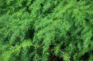 Raindrops on a green asparagus bush on a sunny summer day close-up. photo