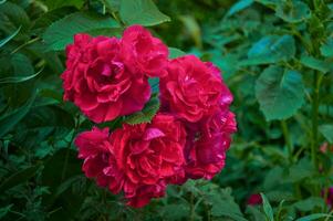 grande arbusto con muchos rojo rosas de cerca. hermosa floral antecedentes. foto
