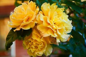 Yellow roses close-up in the garden. Beauty and tenderness and celebration. Nature photo