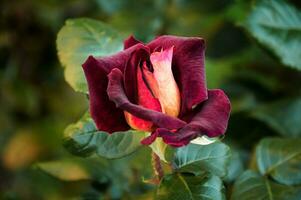 oscuro rojo Rosa con un amarillo centrar en el jardín de cerca. hermosa floral antecedentes. San Valentín día y vacaciones. amor foto