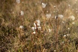 Dry grass with white fluffy flowers photo