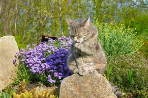 el gato lavados su rostro. un gris gato es sentado en un Roca cerca primavera flores en un jardín. el gato es bostezando mascotas caminando en el abierto aire. cerca arriba de un gato. foto