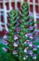 Beautiful purple acanthus in the garden close-up. photo