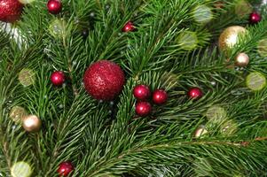 Christmas branch of natural spruce with red and gold balls close-up. Christmas background. photo