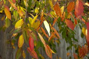 amarillo rojo verde otoño arbusto en el antecedentes de un antiguo de madera cerca foto