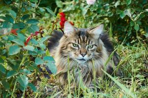 atigrado Maine mapache gato acostado en un floreciente prado. mascota caminando en el al aire libre. gato de cerca. Doméstico gato en el jardín foto