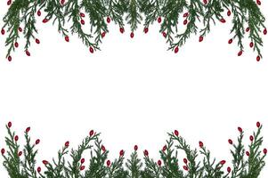 Branches of a natural Christmas tree with red barberry berries on a white background. Isolated image. Christmas tree branches frame photo