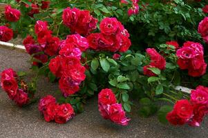 grande arbusto con muchos rojo rosas de cerca. hermosa floral antecedentes. foto