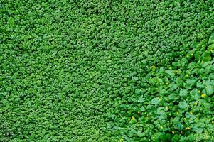 trébol ver en cima. alfombra de natural trébol. natural césped antecedentes foto