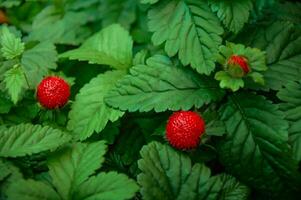 Red strawberries in the garden close-up. photo