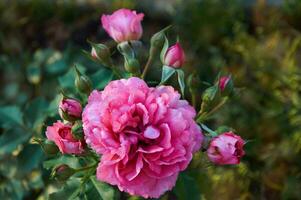 rosado rosas de cerca en verano en el jardín. hermosa floral antecedentes. San Valentín día y vacaciones. amor y sensibilidad foto