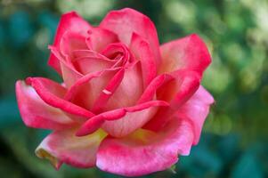 rosado Rosa de cerca en verano en el jardín. hermosa floral antecedentes. San Valentín día y vacaciones. amor y sensibilidad foto