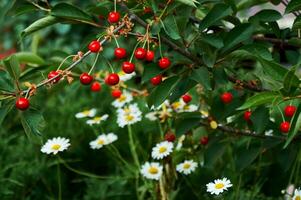 Red cherries on a branch against a background of green grass and white daisies. Harvesting. Nature in summer. photo