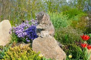 el gato lavados su rostro. un gris gato es sentado en un Roca cerca primavera flores en un jardín. el gato es bostezando mascotas caminando en el abierto aire. cerca arriba de un gato. foto