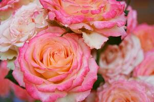 rosado Rosa de cerca en verano en el jardín. hermosa floral antecedentes. San Valentín día y vacaciones. amor y sensibilidad foto