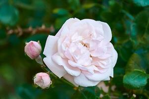 rosado Rosa de cerca en verano en el jardín. hermosa floral antecedentes. San Valentín día y vacaciones. amor y sensibilidad foto