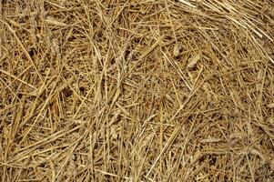 Hay background. Hay in the village closeup texture photo