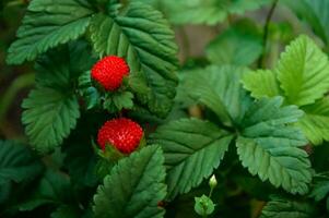 Red strawberries in the garden close-up. photo