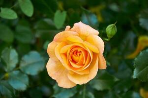 amarillo Rosa de cerca en el jardín. belleza y sensibilidad, día festivo. naturaleza foto